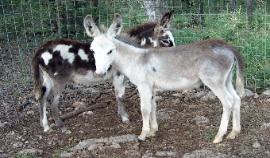 Donkeys