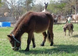 Miniature Horse 